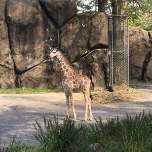 Meet your Posher, Monica